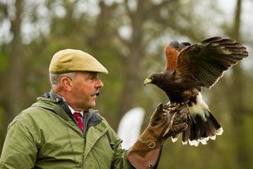 Home The National Falconry School